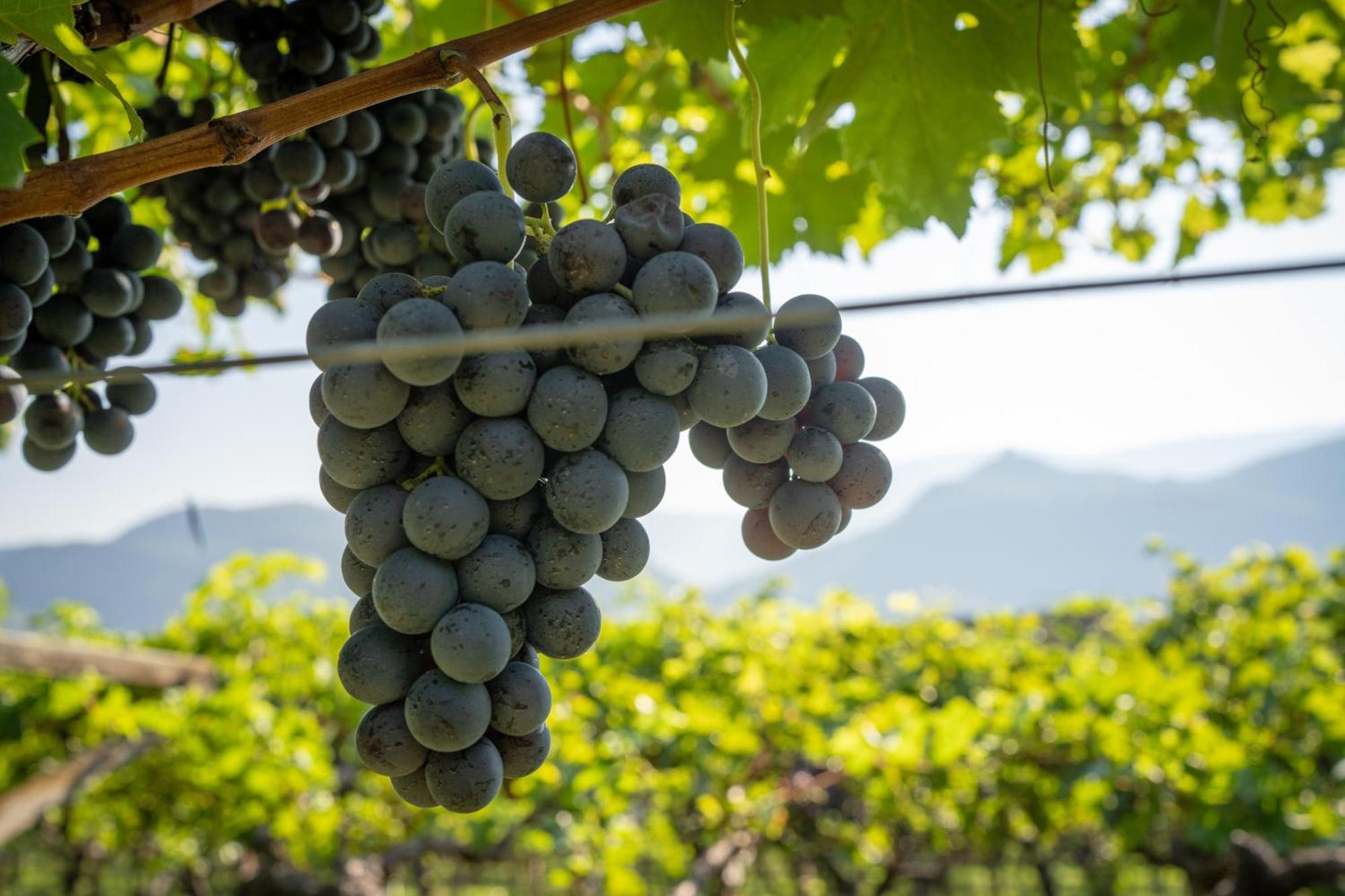 Castel Sallegg Suites Adults Only Caldaro sulla Strada del Vino Exterior foto